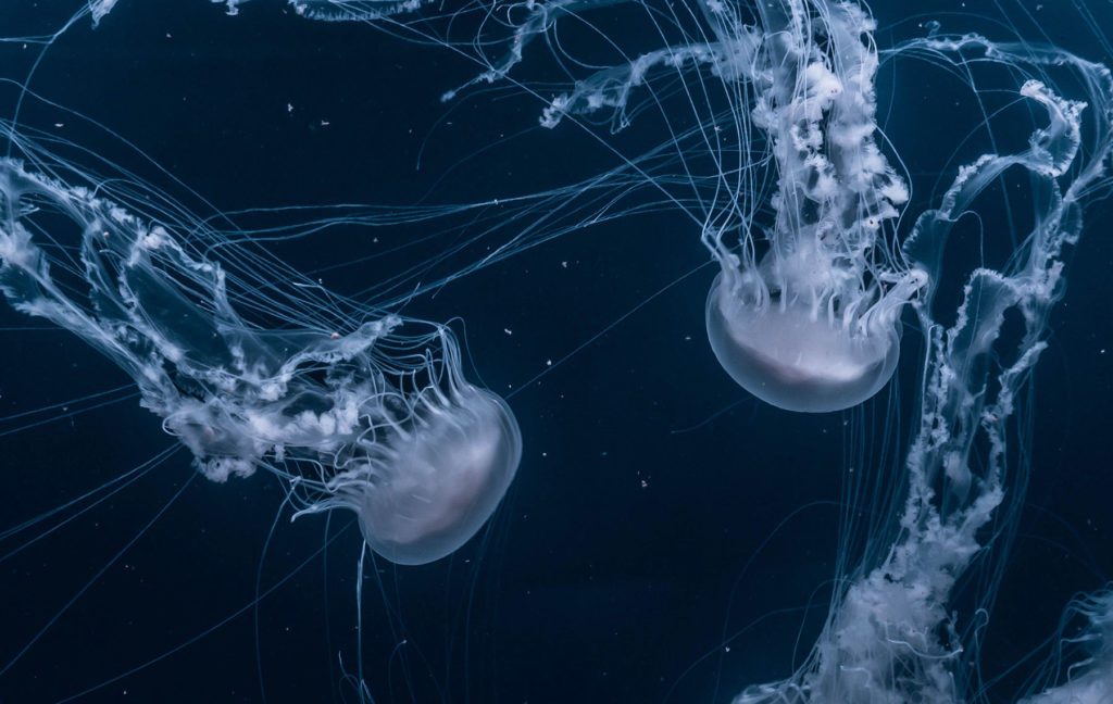 jelly in sea
