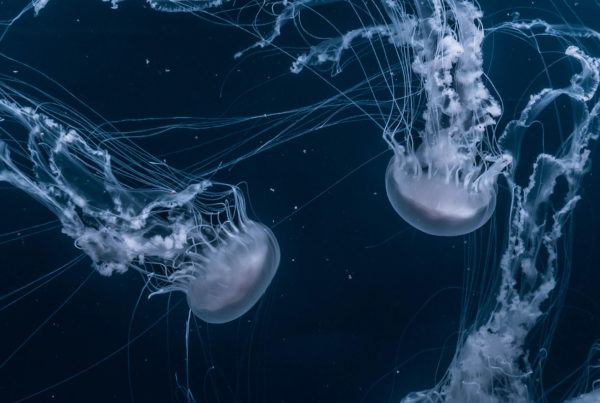 jelly in sea