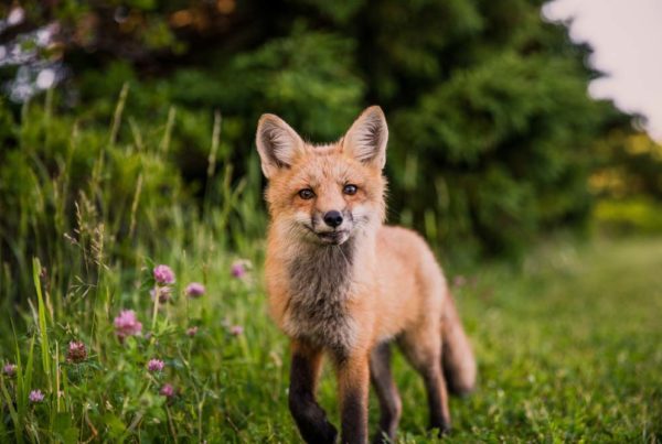 Cute Fox